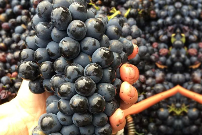 Gamay noir à jus blanc