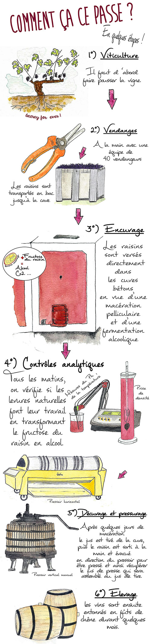 Schéma de vinification