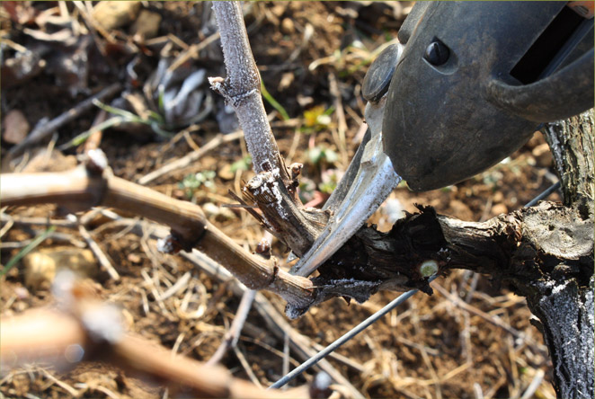 Taille des vignes