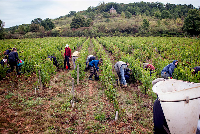 Début des vendanges