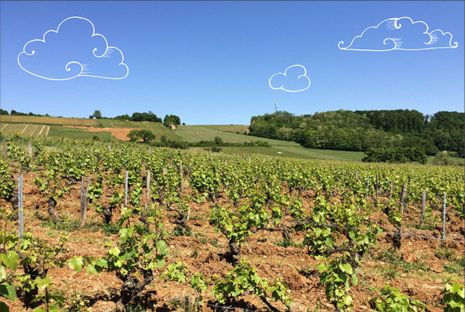 Vignes et ciel du Beaujolais