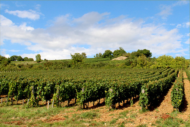 Vignes en été