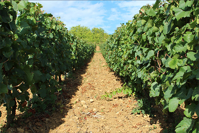 Vignes et terroir