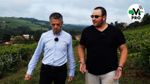 Le Beaujolais blanc au domaine Chasselay sur les Terres dorées